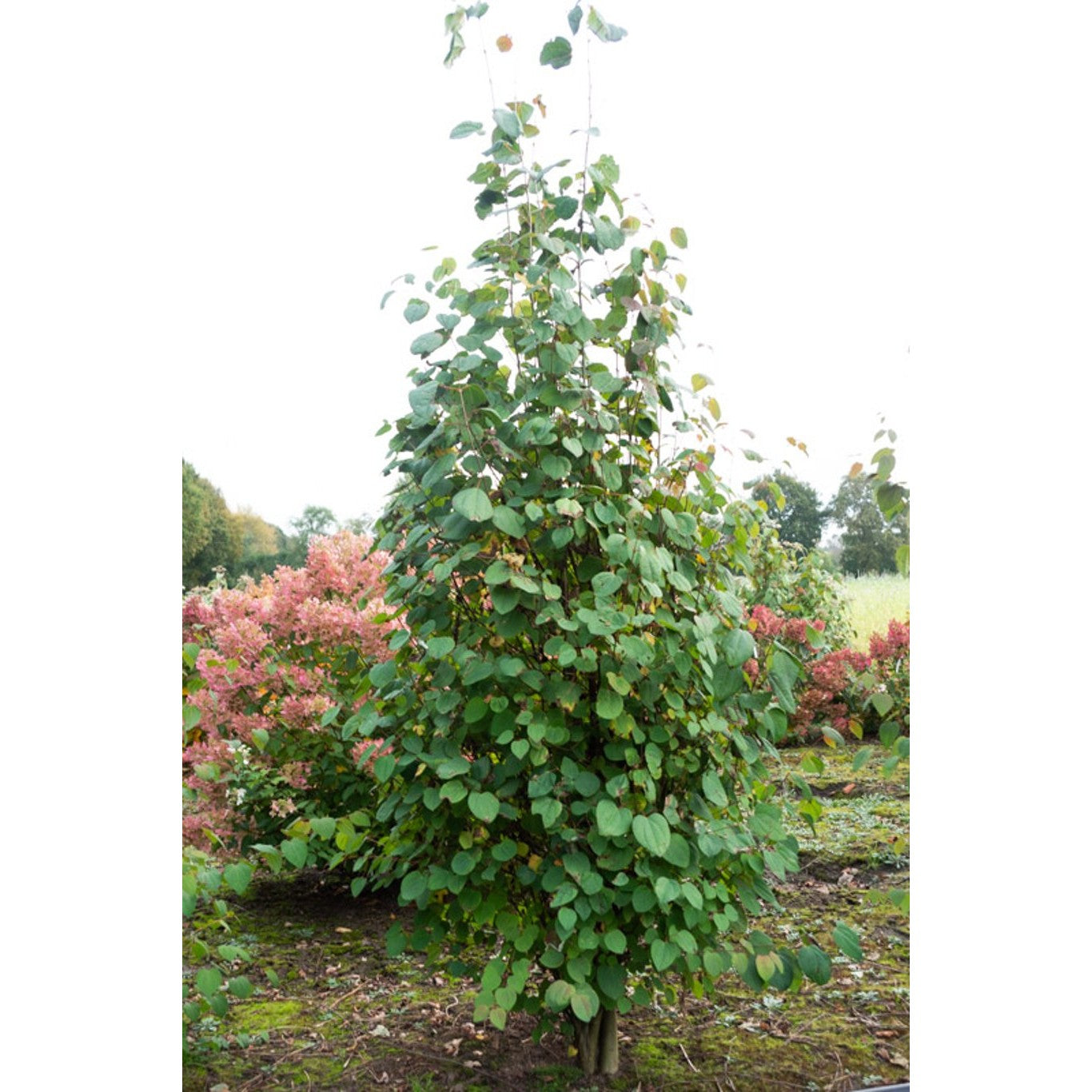 Katsuraträd – Cercidiphyllum japonicum - 250-300 CM WRD